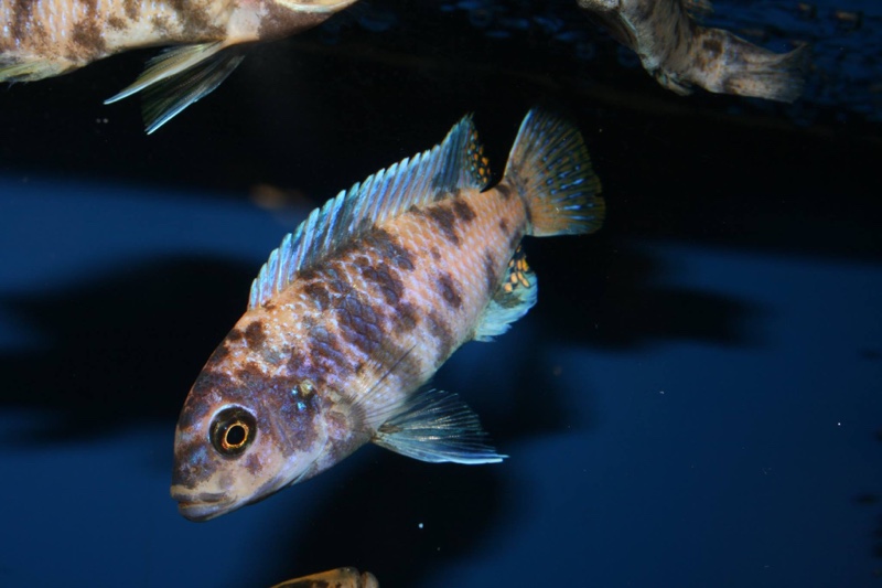 Maylandia zebra 'Jalo Reef'